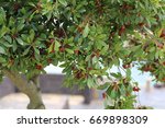 Small photo of wax myrtle