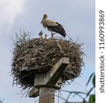 Small photo of White Stork with Chicks
