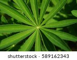 Small photo of Colorful tropical green flower grass symmetrical background pattern texture. Natural abstract background. Tropical plant kingdom flora. Abstract flower star grass flower. Floral leaf fractal