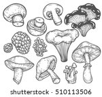Mushroom Hand Drawn Sketch...