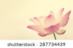 sweet color lotus in soft color ... | Shutterstock . vector #287734439