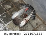 A Dead And Frozen Pigeon On The ...