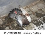 A Dead And Frozen Pigeon On The ...
