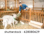 Handsome farmer feeding beautiful white goats with hay in the barn