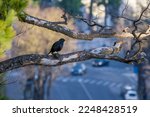 Common Blackbird On A Branch...
