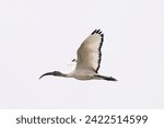 Small photo of African Sacred Ibis (Threskiornis Aethiopicus) juvenile in flight. Isolated bird. Nature reserve of the Isonzo river mouth, Isola della Cona, Gorizia, Friuli Venezia Giulia, Italy.