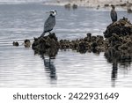 Small photo of Great cormorant (Phalacrocorax carbo) or black shag perked on a rock at nature reserve of the Isonzo river mouth, Isola della Cona, Gorizia province, Friuli Venezia Giulia, Italy.