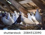 Breeding Purebred Pigeons At...