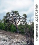 Small photo of old burnt mangled pine tree on top of a hill