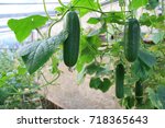 Cucumber Harvest In A Small...