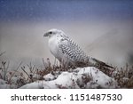 The gyrfalcon is a bird of prey (Falco rusticolus), the largest of the falcon species.  It breeds on Arctic coasts and tundra, and the islands of northern North America, Europe, and Asia. Falling snow