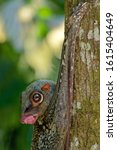 Small photo of The Sunda flying lemur (Galeopterus variegatus) or Sunda colugo, also known as theis a species of colugo. Lemur is found throughout Southeast Asia in Indonesia, Thailand, Malaysia, and Singapore.