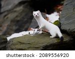 Small photo of The stoat or short-tailed weasel (Mustela erminea), also known as the Eurasian or Beringian ermine, is a mustelid native to Eurasia and the northern portions of North America. Winter coat.