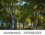Grove Of Exotic Eucalyptus...