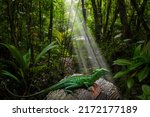 Small photo of Basilisk lizard in tropical Central America