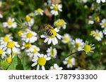 Wild bee sitting on a chamomile flower. Polunation of chamomile plant with a honey bee.