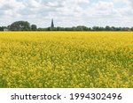Blooming Yellow Rapeseed Or...