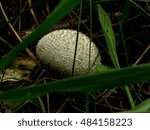 Spiny Puffball Mushroom...