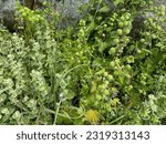 Marrubium vulgare, white horehound, common horehound - flowering plant in the mint family (Lamiaceae), aromatic, medicinal plant.