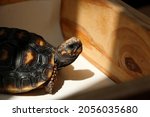 Small photo of Cute small baby Red-foot Tortoise ,The red-footed tortoise (Chelonoidis carbonarius) is a species of tortoise from northern South America