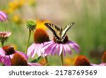 Butterfly And Pink Coneflower...