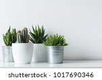 Collection Of Various Cactus...