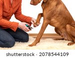 Small photo of Dog nail clipping. Woman using nail clippers to shorten dogs nails. Pet owner cutting nails on vizsla dog.