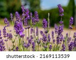 Lavender In Full Bloom With Its ...