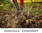 Small photo of Woman digging up dahlia plant tubers using pitchfork, preparing them for winter storage. Autumn gardening jobs. Overwintering dahlia tubers. Lifting dahlia tubers.
