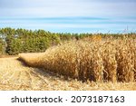 Wisconsin cornfield with a blue sky, horizontal