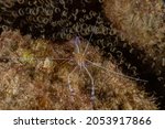 Small photo of A pederson cleaner shrimp in a cleaning station on the reef waiting for a fish to call by so that it can do its job in the symbiotic relationship which is to clean their skin and gills