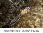 Small photo of A pederson cleaner shrimp in a cleaning station on the reef waiting for a fish to call by so that it can do its job in the symbiotic relationship which is to clean their skin and gills