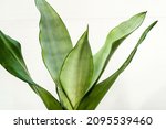 Small photo of Sansevieria moonshine houseplant. Indoor plants on a white background. Silver leaf plant