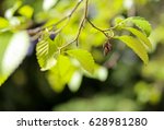 Small photo of Cones and twig green leaves of a Red Alder (Alnus rubra), copy space, blurred background