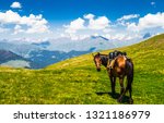 Horse In Scenic Landscape Of...