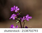 Small photo of Honesty or annual honesty flowering plant. Pink flowers. Also called silver dollar, money plant, penny flower or moonwort. Lunaria annua.