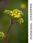 A Common Giant Mustard...