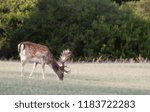 Small photo of A fallow deer in the woods, with all its beauty and charm, with red skin colors shoed in ints environment.
