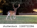 Small photo of A fallow deer in the woods, with all its beauty and charm, with red skin colors shoed in ints environment.