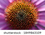 Close Up Of A Purple Coneflower ...