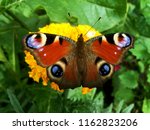 European Peacock Butterfly In...