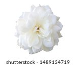White rose flowers isolated on...