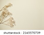 Flatlay minimal natural beige background with empty space. Template for branding and product presentation. Still life photo, table dry plants