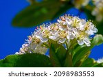 Hawthorn Flowers Are More Than...