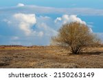 Steppe in early spring. The Eurasian Steppe, also called the Great Steppe or Steppes, is a vast steppe ecoregion from Eurasia to temperate grasslands, savannas and shrub biome