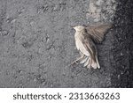 A bird hit by a car on the road, top view, place for the inscription