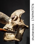 Small photo of Vertical of Mexica ornamental skull mask encrusted in nose and mouth with obsidian blades, like those used in human sacrifices. Aztec rituals and postmortem treatment of bodies of human sacrifices