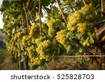 Ripe Riesling Grapes On The Vine In The German Rhine River Wine Region Of Rüdesheim am Rhein