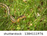 Common Garter Snake From The...
