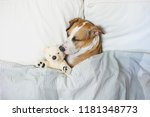 Cute Dog Sleeping In Bed With A ...
